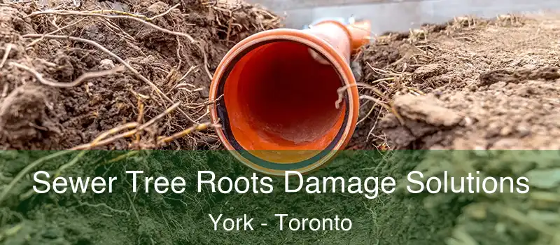 Sewer Tree Roots Damage Solutions York - Toronto